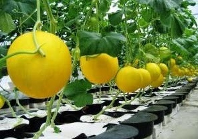 Cara Menyemai Benih Tanaman Melon Dengan Benar