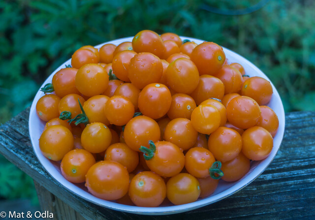 Tomaternas tid är nu - orange tomatketchup