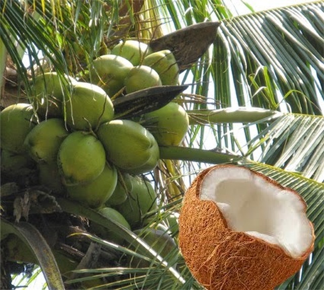 Kokosolja, ännu ett miljövänligt universalmedel