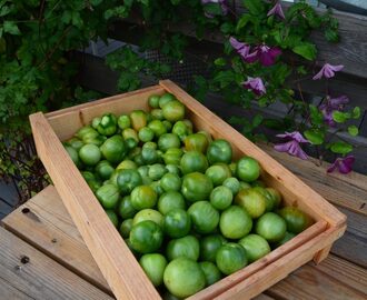 Gröna tomater – 6 sätt att ta till vara dem på