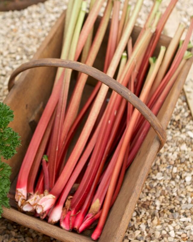 Blomsterlandet on Instagram: “Egengjord svalkande rabarber och jordgubbsaft i sommar smakar mums! Ingredienser: 1 kg rabarber 1 kg jordgubbar 1,5 L vatten Saften av 1…”