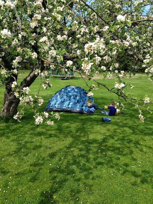 Under ett blommande äppelträd.