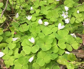 Ätliga Blommor!