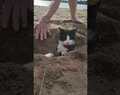 Barry the Cat Gets Buried at the Beach || ViralHog