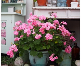 Före- och efterbilder på blommande och nedklippta pelargoner