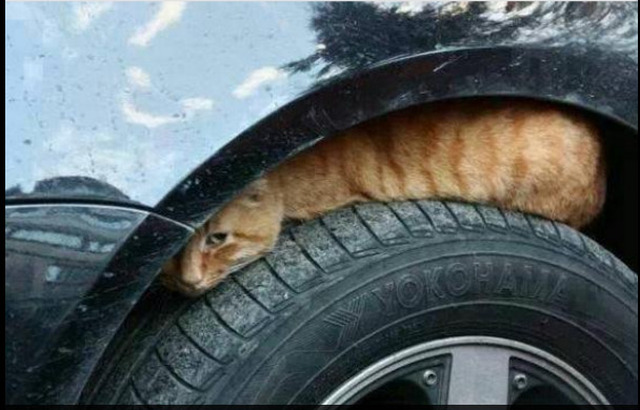 Katter söker skydd i bilar på vintern