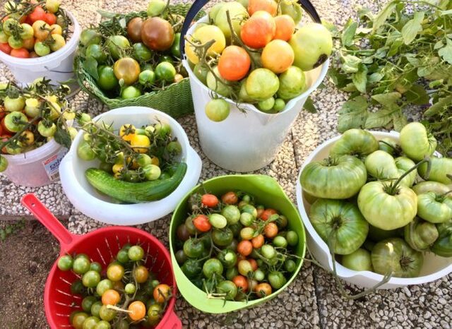 Växthuset tömt! Se videon om hur man får tomaterna att mogna i tid och prova fler tomatrecept!
