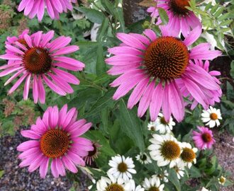 Så gör du egen förkylningsmedicin av Echinacea!