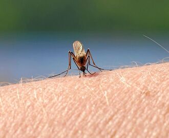Därför älskar myggen just dig