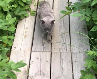 Våran gammel katt är på rymmen igen