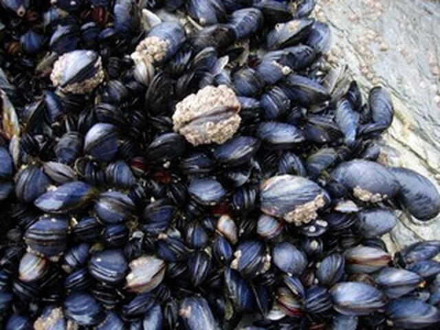 Clam chowder (musselsoppa)