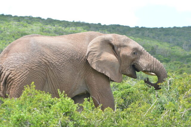 Sydafrika 2: Addo Elephant National Park
