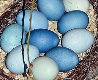 Färga äggen blått med naturliga färger