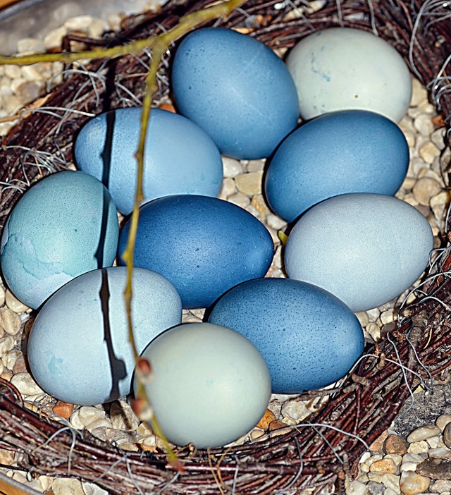 Färga äggen blått med naturliga färger