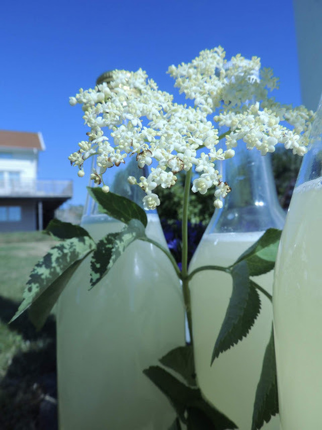 Fläderblom saft