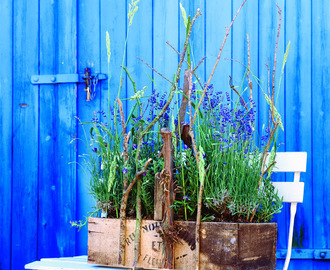 Rabarbertid -Rabarbersylt med lavendel