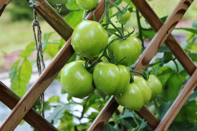 Grön tomatmarmelad, är det gott eller?