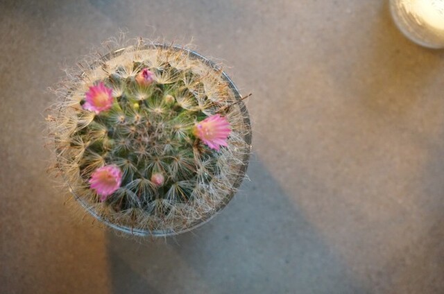 CACTUS AND PINK FLOWERS