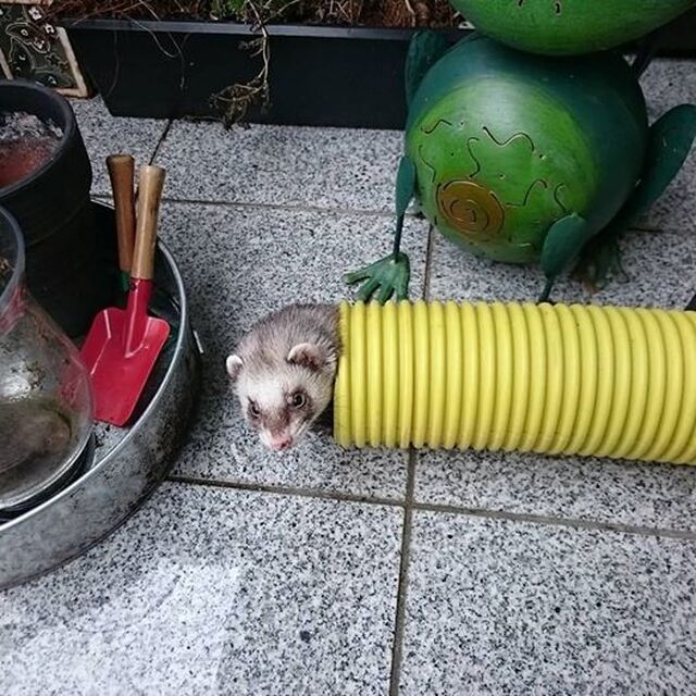Dille The Ferret <3