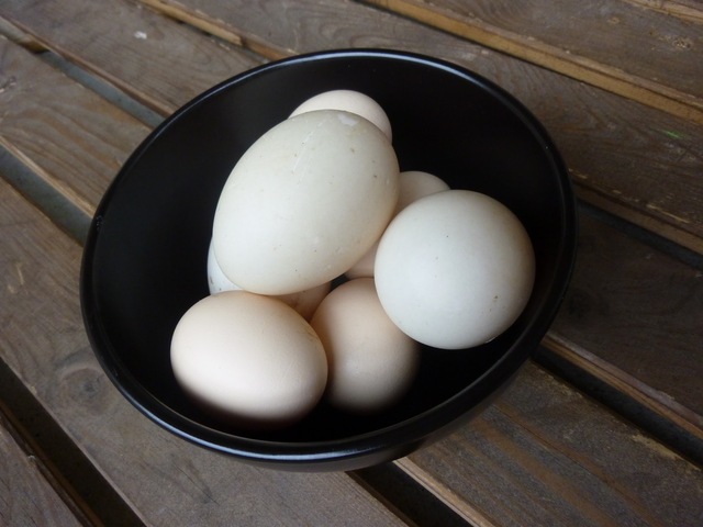 Nyvärpta ägg från RIKTIGT nära håll!