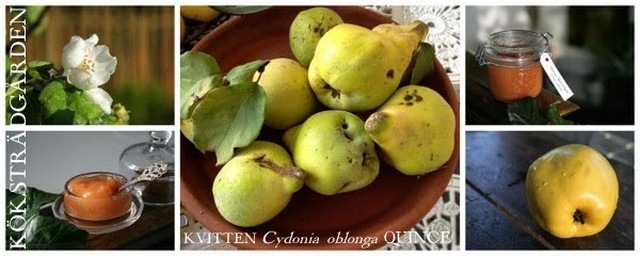 KVITTEN Cydonia oblonga - Odling och recept