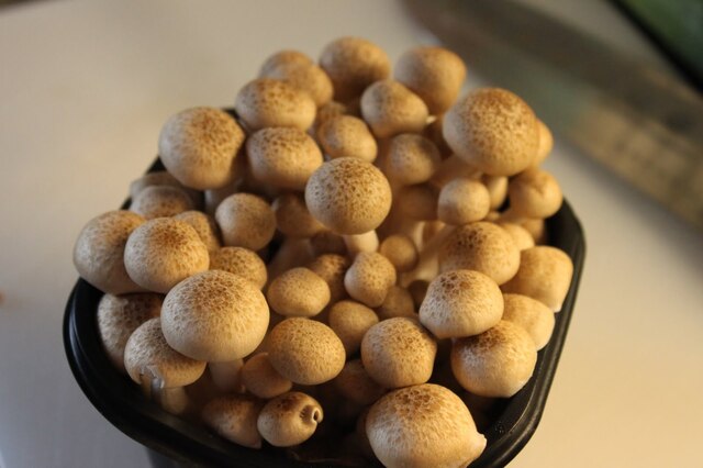 Färgglad pastagratäng med spännande svamp