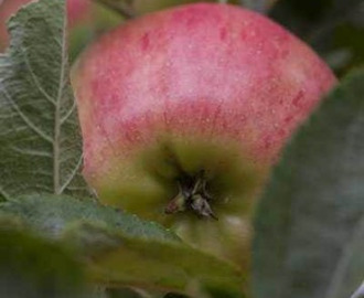 Äpplen i stekpanna med mandelspån (glutenfritt)