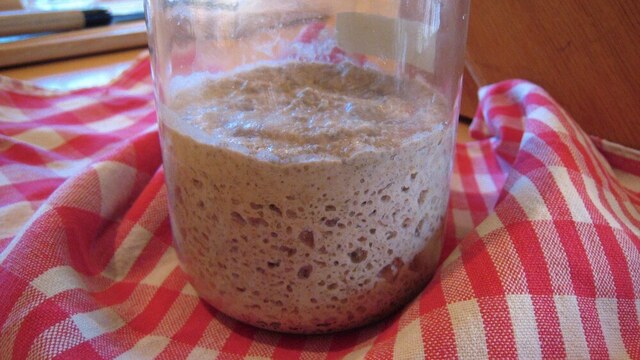 Sourdough Starter