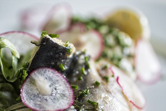 Syltet makrel med kartoffelsalat - FJORDREJEN.DKFJORDREJEN.DK | Kartoffelsalat, Sylte, Radiser