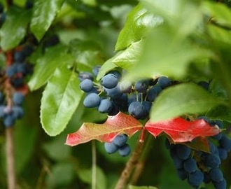 Sylt av Mahonia