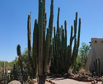 Kaktusar, baseball och mer öl i Phoenix