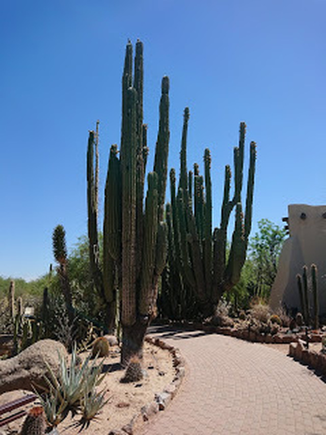 Kaktusar, baseball och mer öl i Phoenix