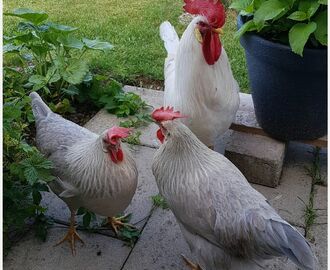 Hönor, trädgårdsfix, åska och att plocka blommor