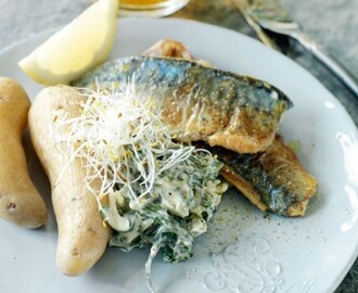 Pepparstekt makrill med crème fraiche-stuvad mangoldTill den stekta fisken smakar det bra med ett glas öl.