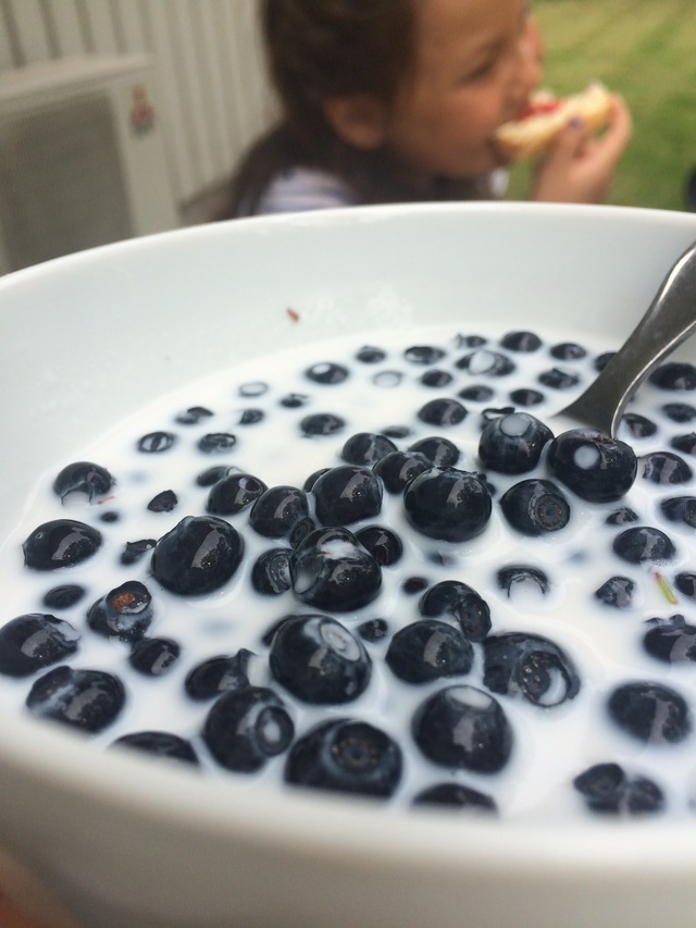 Blåbär med mjölk eller vaniljyoghurt - min barndom på en tallrik